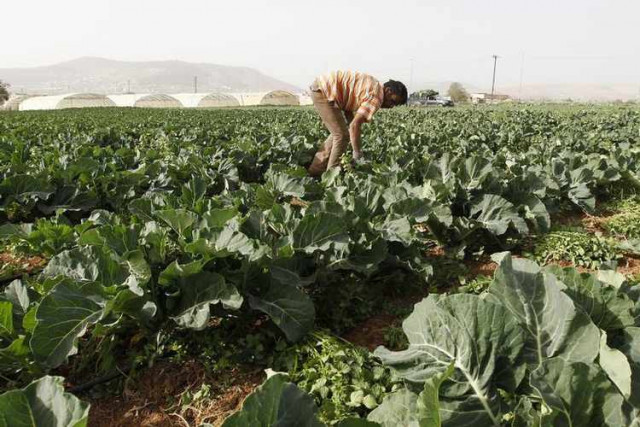 a farmer works in a plantation photo reuters