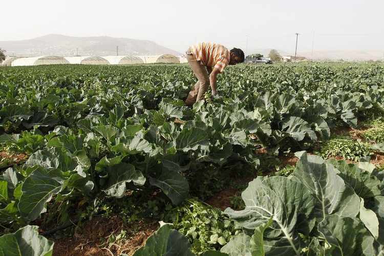 contaminated water growing vegetables in red zone banned