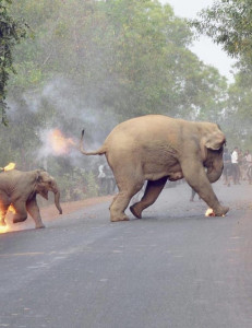 photo of elephants fleeing mob fuels debate on battle for land in india