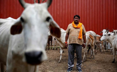 muslim man gunned down by cow vigilantes in india muslim man gunned down by cow vigilantes in india