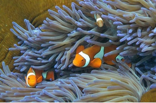 fish swimming through the coral on australia 039 s great barrier reef which has been affected by bleaching over the last three years photo afp