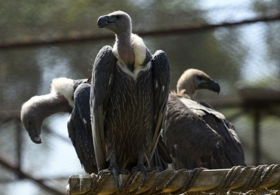 unloved vultures fight for their survival in pakistan