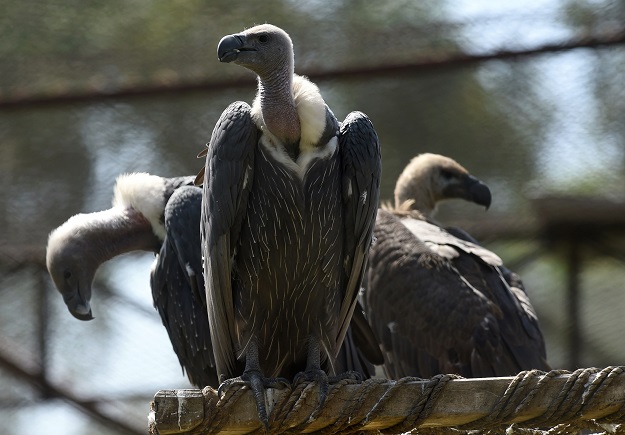 white backed vultures in their enclosure at the vulture conservation centre run by world wide fund for nature pakistan wwf p in changa manga about 80km from lahore photo afp