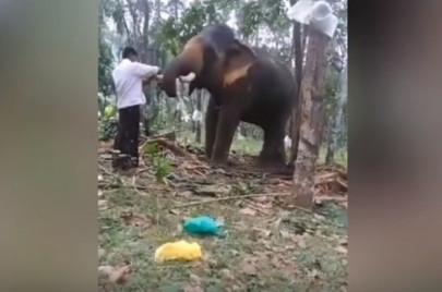 viral video shows man trying to pull off baahubali facing elephant s wrath viral video shows man trying to pull off baahubali facing elephant s wrath