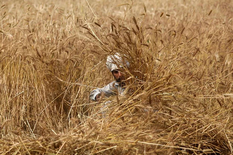 a farmer harvests wheat on farmland outside lahore pakistan photo reuters a farmer harvests wheat on farmland outside lahore pakistan photo reuters