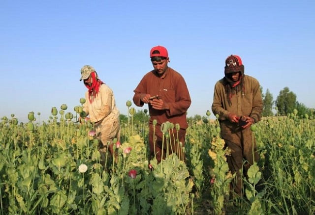 afghan men gather raw opium on a poppy field on the outskirts of jalalabad in this april 28 2015 file photo photo reuters afghan men gather raw opium on a poppy field on the outskirts of jalalabad in this april 28 2015 file photo photo reuters