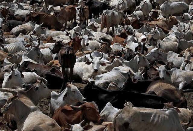 cattle seized by cow vigilantes pictured in a gaushala barsana india june 13 2017 photo reuters