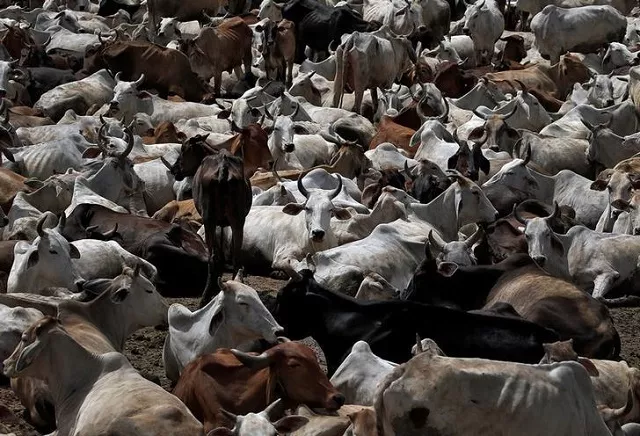 cattle seized by cow vigilantes pictured in a gaushala barsana india june 13 2017 photo reuters cattle seized by cow vigilantes pictured in a gaushala barsana india june 13 2017 photo reuters
