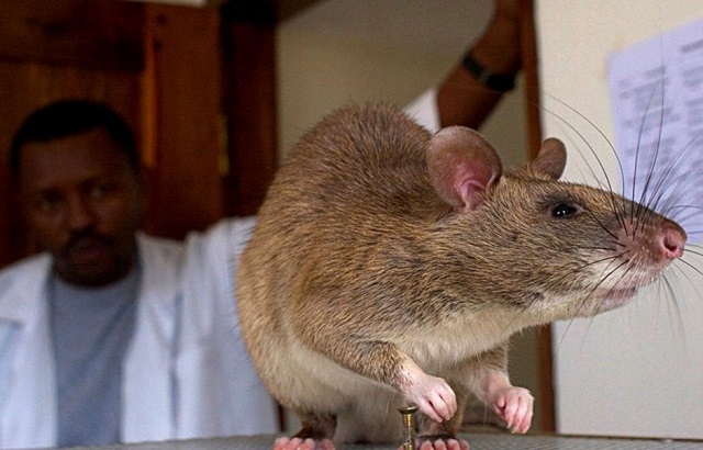 file photo an african giant pouched rat is seen before a training session at a laboratory in sokoine university for agriculture in morogoro tanzania january 31 2006 photo reuters