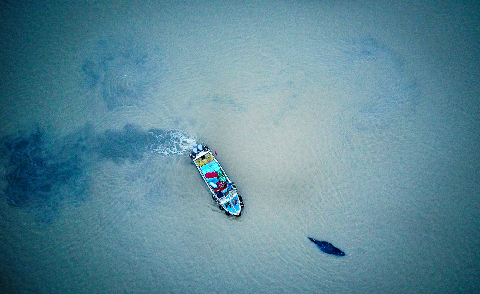 a boat escorting a stranded humpback whale back to deeper waters in qidong in china 039 s eastern jiangsu province photo afp