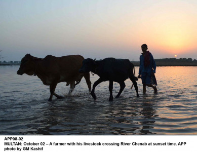 poor women to get 2 125 animals