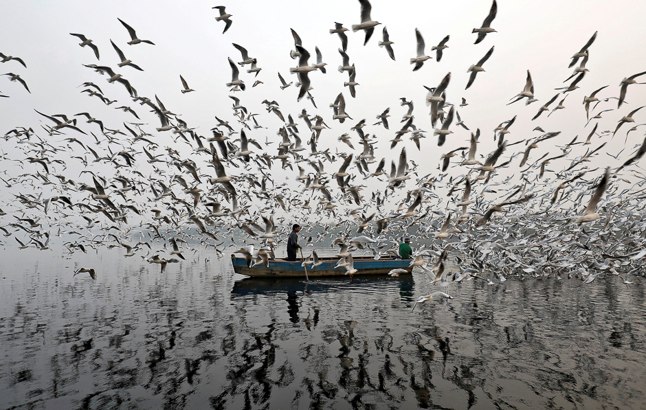 men feed seagulls along the yamuna river on a smoggy morning in new delhi india photo reuters