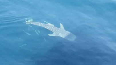 whale shark spotted off karachi coast
