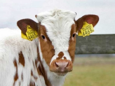 sindh to issue identity cards to cattle sindh to issue identity cards to cattle