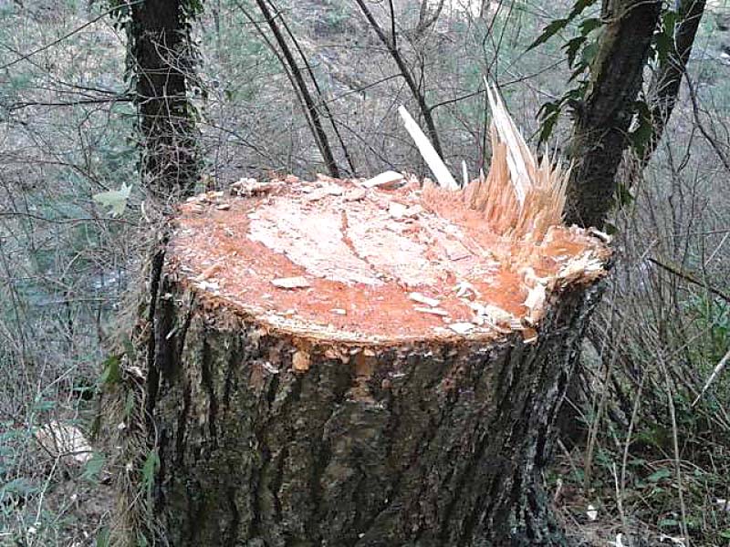 an illegally chopped tree photo file