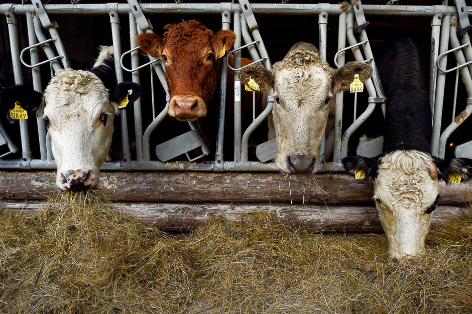 farmer philip maguire 039 s hereford and aberdeen angus cattle eat silage on his farm in stepaside ireland photo reuters