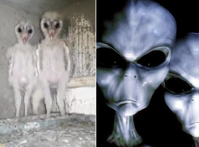 barn owls mistaken for aliens in india s visakhapatnam barn owls mistaken for aliens in india s visakhapatnam