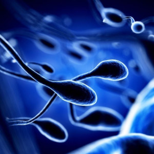 study sees link between pollution and sperm size some sceptical