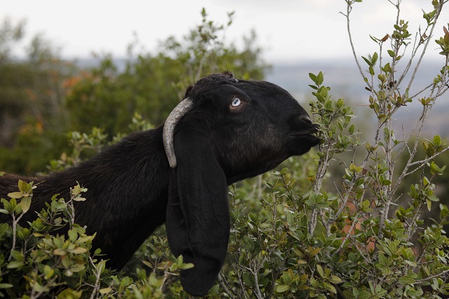 a black goat a type also referred to as the syrian goat grazes near moshav nes harim in central israel 039 e judean foothills eight kilometers west of jerusalem on november 22 2017 photo afp