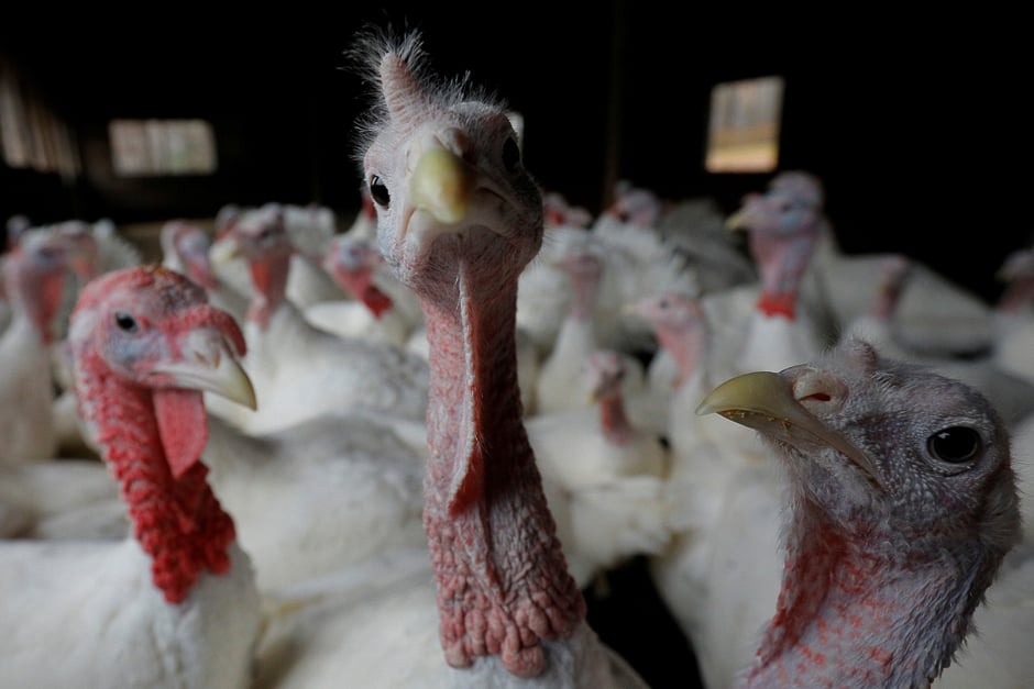 turkeys stand in their barn at seven acres farm one day before the thanksgiving holiday in north reading massachusetts us photo reuters