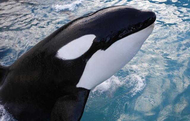 an orca swims at the marineland animal exhibition park in the french riviera city of antibes southeastern france on december 12 2013 photo valery hache afp getty images an orca swims at the marineland animal exhibition park in the french riviera city of antibes southeastern france on december 12 2013 photo valery hache afp getty images
