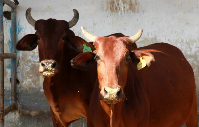red sindhi cattle have a medium sized build compact body and a deep reddish brown skin photo athar khan express red sindhi cattle have a medium sized build compact body and a deep reddish brown skin photo athar khan express