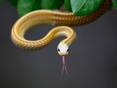 snake bite claims child s life