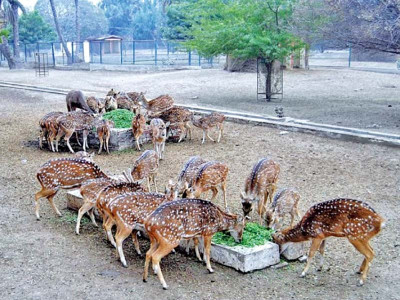 zoos two four legged friends get special arrangements zoos two four legged friends get special arrangements