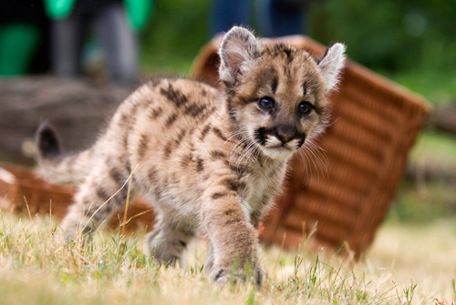 missoula a seven week old puma cub walks in an enclosure during a display at the tierpark zoo in berlin may 30 2012 photo reuters