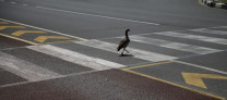 pedestrian road safety talking the talk but not walking the walk