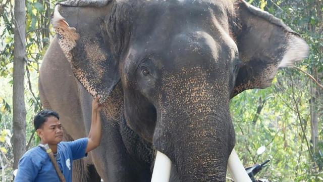 chiang mai zoo shows the elephant 039 ekasit 039 who killed his owner somsak riengngen on november 28 2017 standing next to one of the zoo 039 s elephant handlers in thailand 039 s northern city of chiang mai photo afp