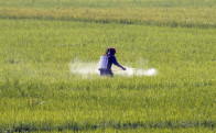 a farmer sprays liquified fertilizer over a rice field photo reuters