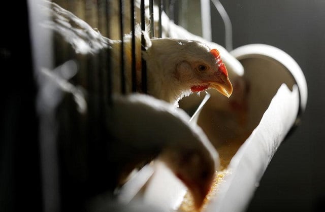 file photo chickens for sale are seen in cages in a shop in sao paulo brazil august 18 2017 photo reuters