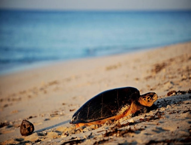sea turtles sad fate from restaurant menus to plastic soup