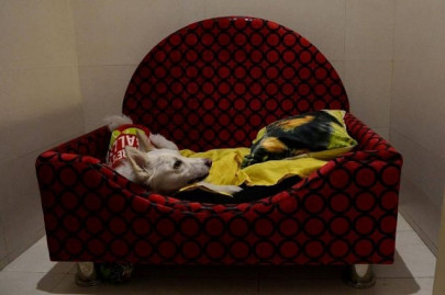 hedonist hounds escape the dog s life on india s mean streets