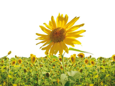 govt devises plan to promote sunflower crop govt devises plan to promote sunflower crop