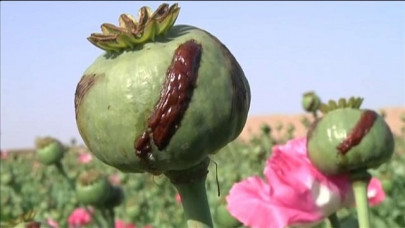 myanmar s opium crop plummets but no victory over asia s narco boom myanmar s opium crop plummets but no victory over asia s narco boom