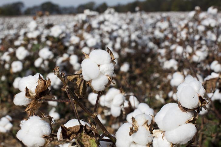 cotton waiting to be picked sits in a field photo reuters