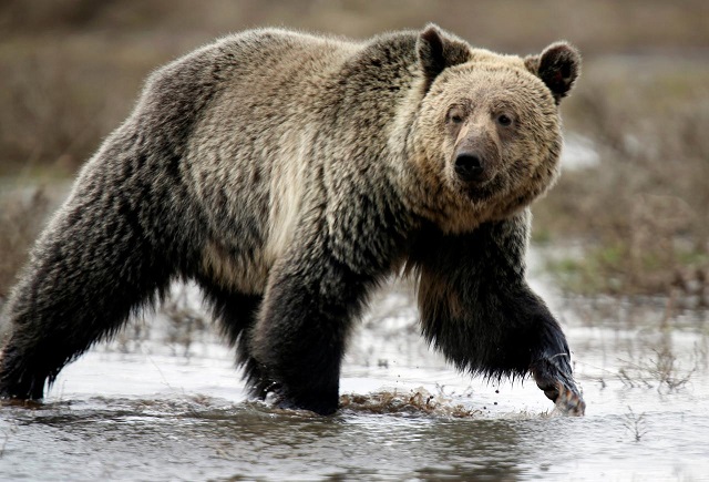a grizzly bear roams through the hayden valley in yellowstone national park in wyoming us on may 18 2014 photo reuters