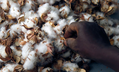 how monsanto s gm cotton sowed trouble in africa how monsanto s gm cotton sowed trouble in africa
