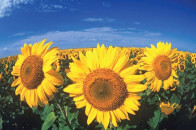 sunflower sowing urged for early oilseed harvest