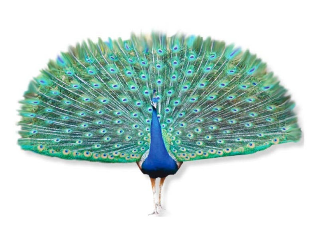 peacock farming gains momentum
