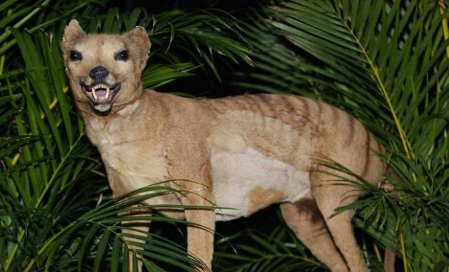 tasmanian tiger doomed long before humans came along photo afp