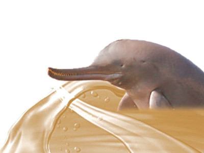 blind dolphin numbers on the rise says wwf blind dolphin numbers on the rise says wwf