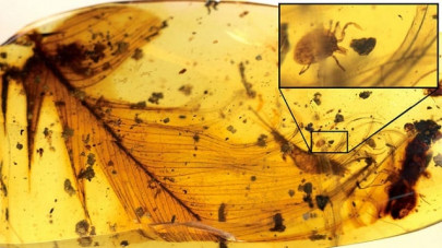 amber discovery shows dracula sucked blood of feathered dinosaurs amber discovery shows dracula sucked blood of feathered dinosaurs