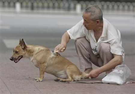 poisoned syringes fired at pet dogs in china photo reuters