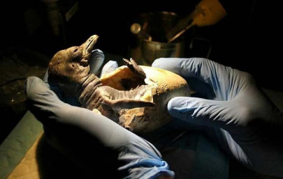 baby penguin maru takes first public waddle in singapore baby penguin maru takes first public waddle in singapore