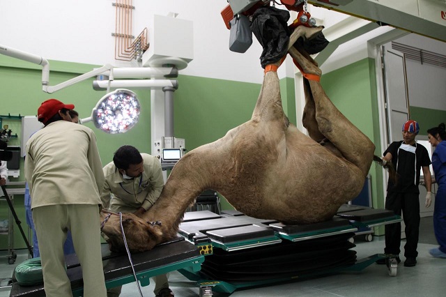 a camel is brought in for foot surgery at the dubai camel hospital in dubai uae december 11 2017 reuters