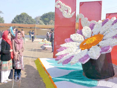 chrysanthemum exhibition kicks off at uaf