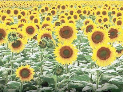 students look to sunflowers to combat smog students look to sunflowers to combat smog